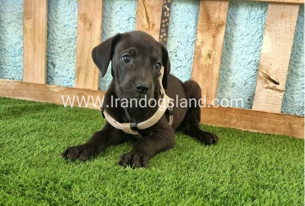 ---greatdane-150_3