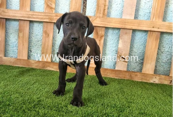 ---greatdane-150_4
