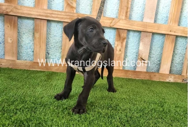 ---greatdane-150_5