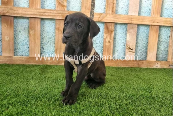 ---greatdane-150_6