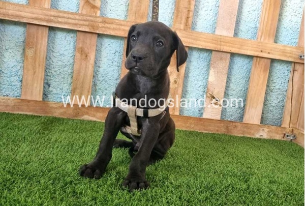---greatdane-150_7
