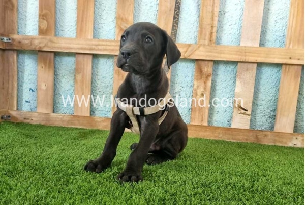 ---greatdane-150_8