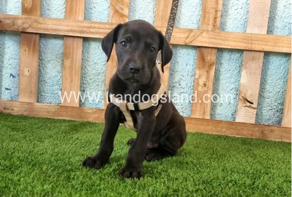 ---greatdane-150_9