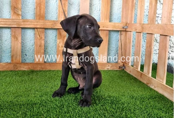 ---greatdane-151_10