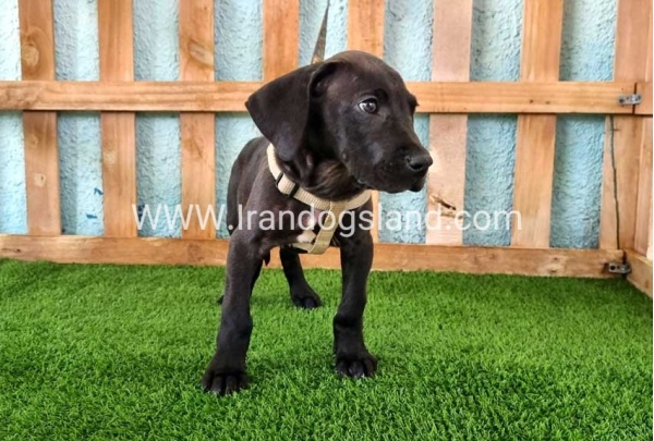 ---greatdane-151_11