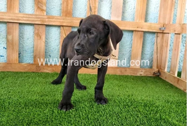 ---greatdane-151_12
