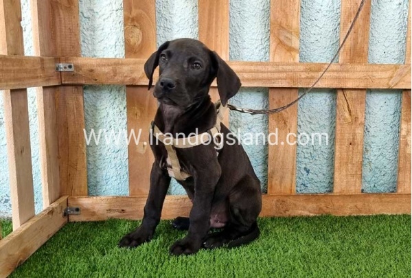 ---greatdane-151_13