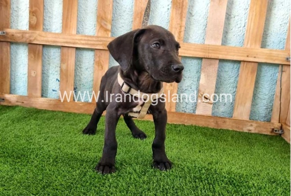 ---greatdane-151_14