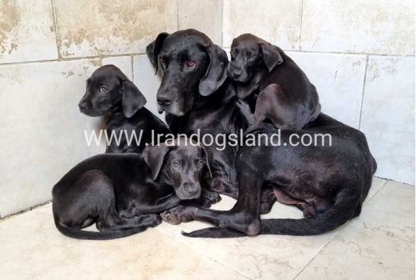 ---greatdane-151_2