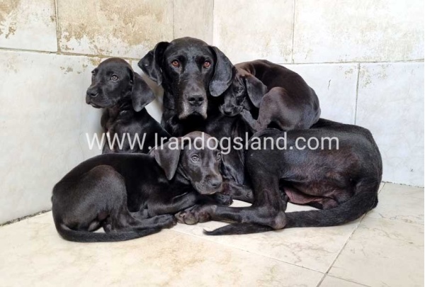 ---greatdane-151_3