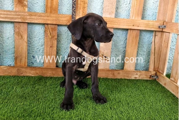 ---greatdane-151_4