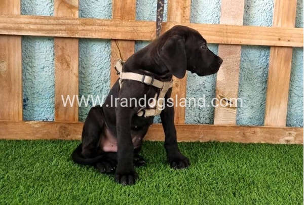 ---greatdane-151_7