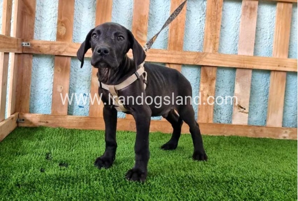 ---greatdane-151_9