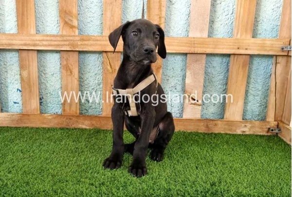 ---greatdane-152_1