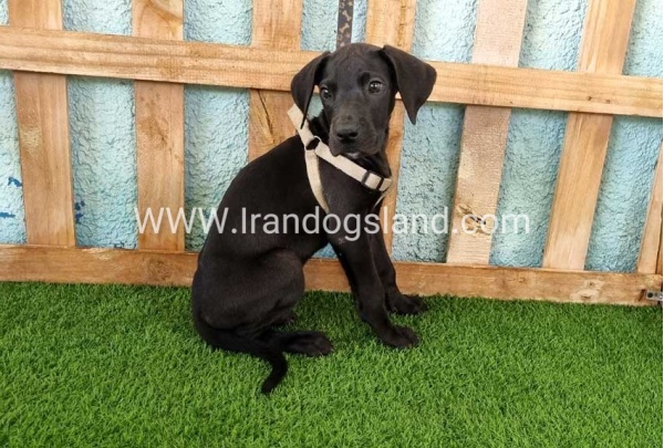 ---greatdane-152_2