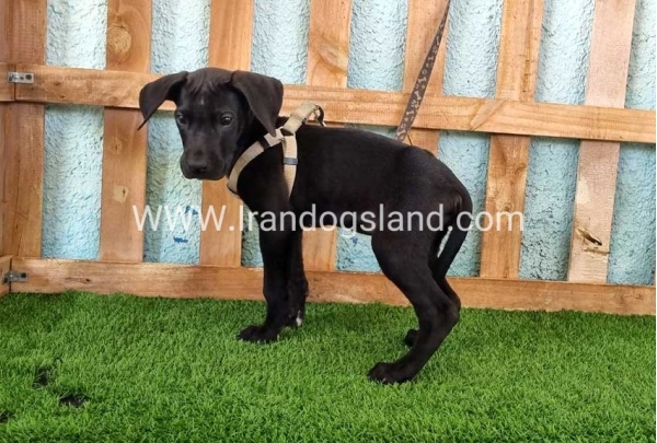 ---greatdane-152_3