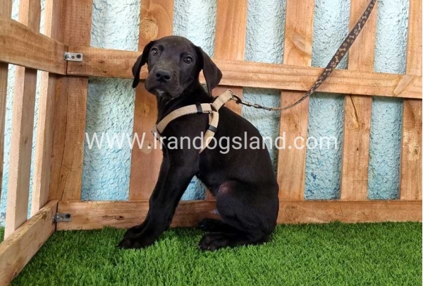 ---greatdane-152_4