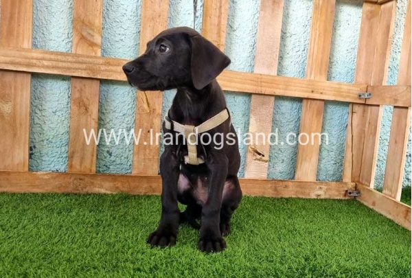 ---greatdane-152_5
