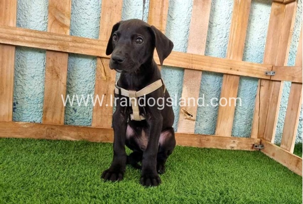 ---greatdane-152_6
