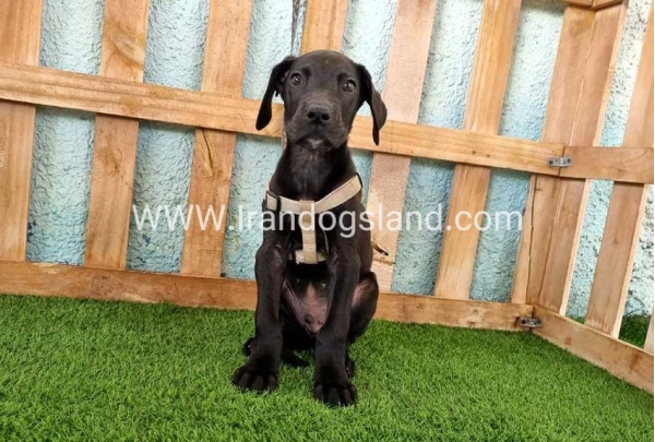 ---greatdane-152_7