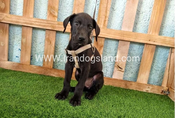 ---greatdane-152_8