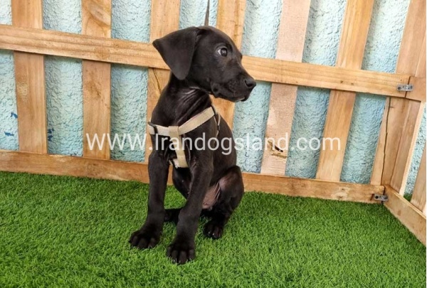 ---greatdane-152_9