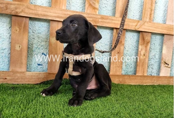 ---greatdane-153_1