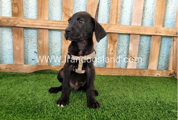 ---greatdane-153_2