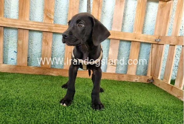 ---greatdane-153_3