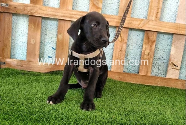 ---greatdane-153_4