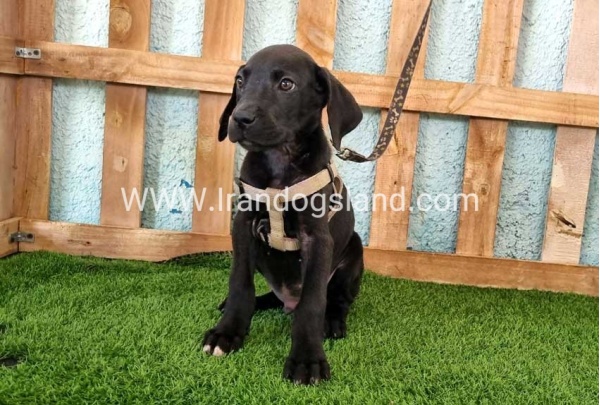 ---greatdane-153_5