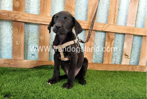 ---greatdane-153_6