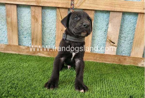 ---greatdane-154_1