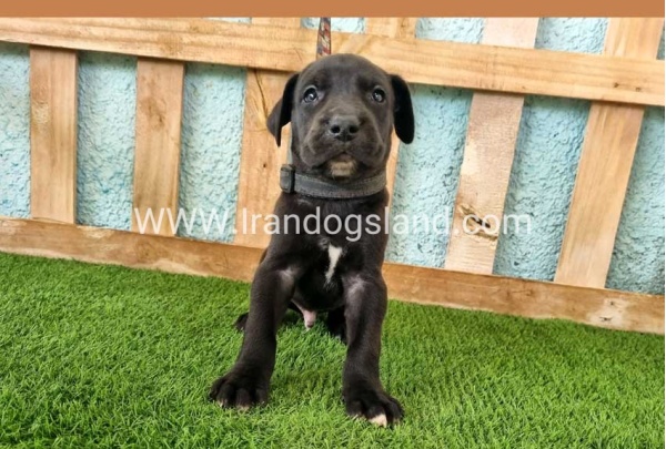 ---greatdane-154_2