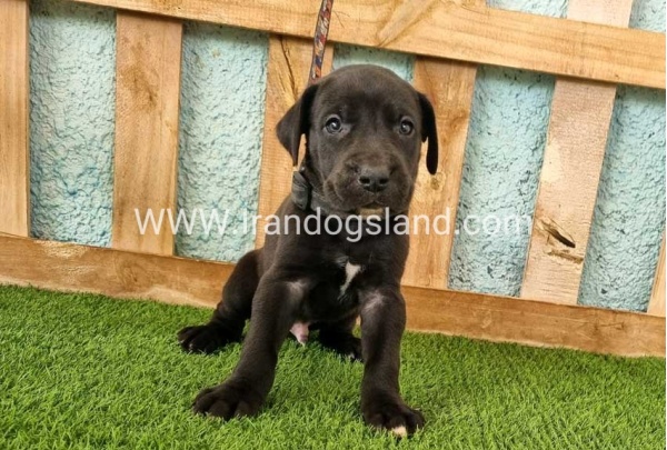 ---greatdane-154_3
