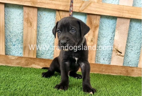---greatdane-154_4