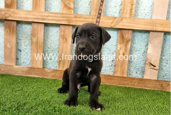 ---greatdane-154_5