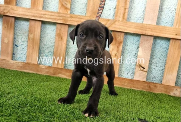 ---greatdane-154_6