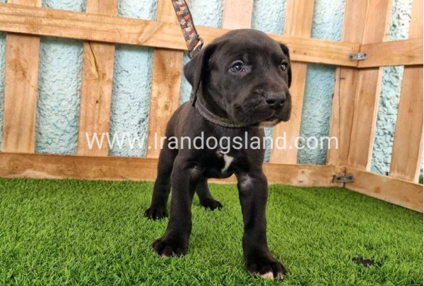 ---greatdane-154_7