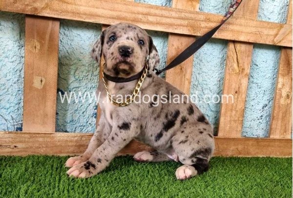 ---greatdane-158_1