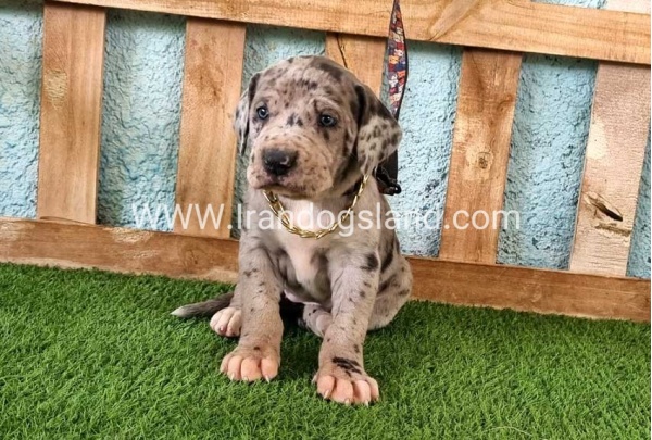 ---greatdane-158_10