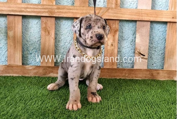 ---greatdane-158_11