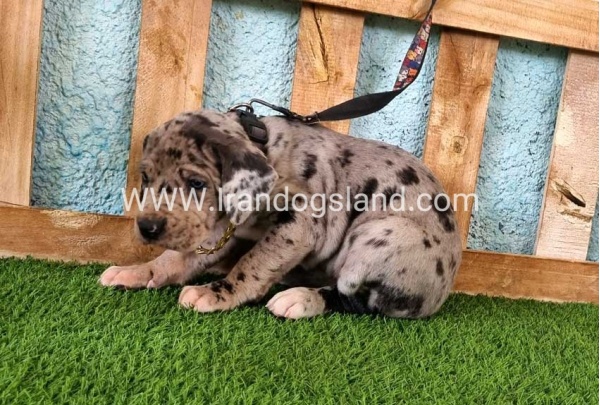 ---greatdane-158_12