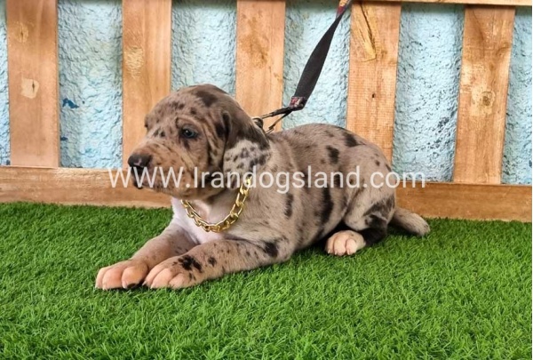 ---greatdane-158_13