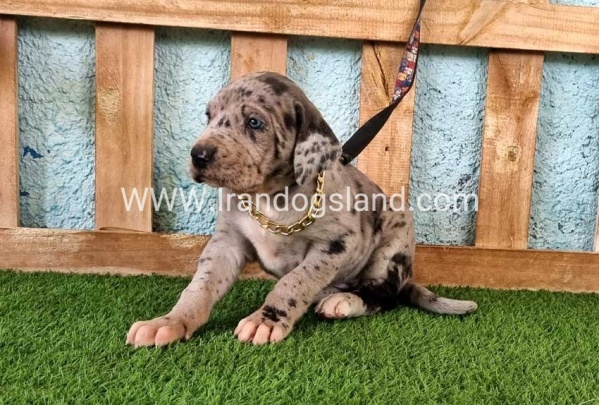 ---greatdane-158_14