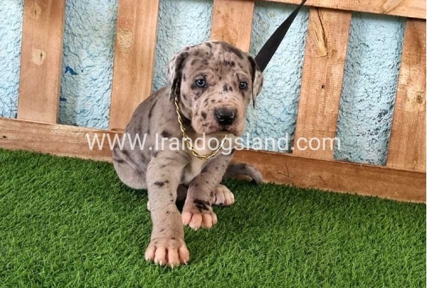 ---greatdane-158_2