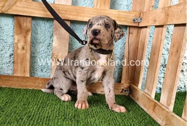 ---greatdane-158_3