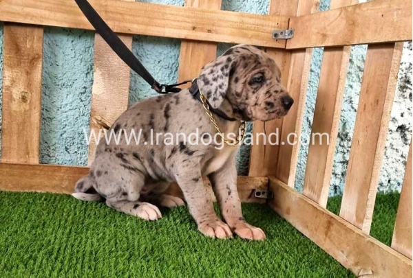 ---greatdane-158_4