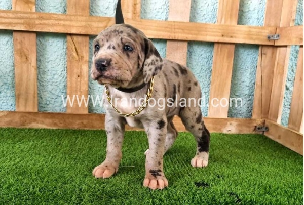 ---greatdane-158_5