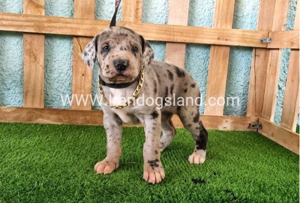 ---greatdane-158_6